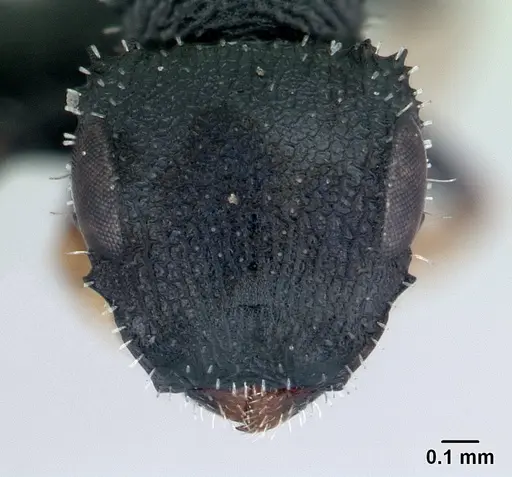 Cataulacus ebrardi specimen CASENT0491318 image casent0491318_2