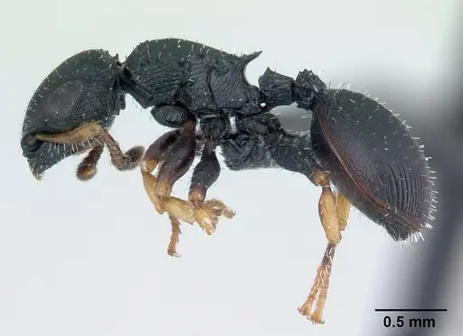 Cataulacus ebrardi specimen CASENT0491318 image casent0491318_3