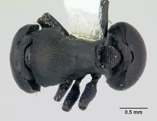Cataulacus egenus specimen CASENT0178292 image casent0178292_1