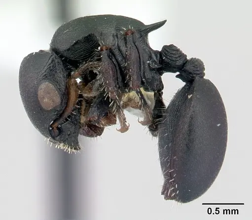 Cataulacus egenus specimen CASENT0178292 image casent0178292_3