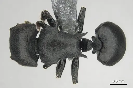Cataulacus egenus specimen CASENT0815929 image casent0815929_1