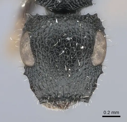 Cataulacus elongatus specimen CASENT0217821 image casent0217821_2