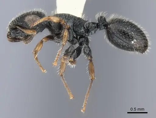 Cataulacus elongatus specimen CASENT0217821 image casent0217821_3
