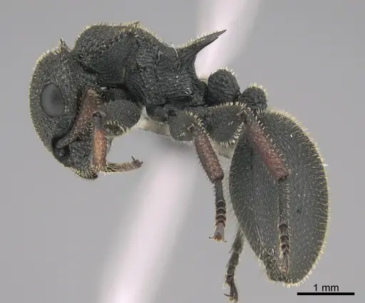 Cataulacus erinaceus specimen CASENT0170265 image casent0170265_1