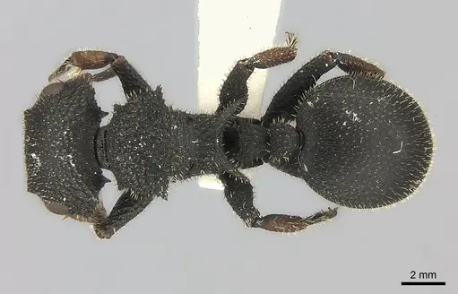 Cataulacus erinaceus specimen CASENT0217822 image casent0217822_1