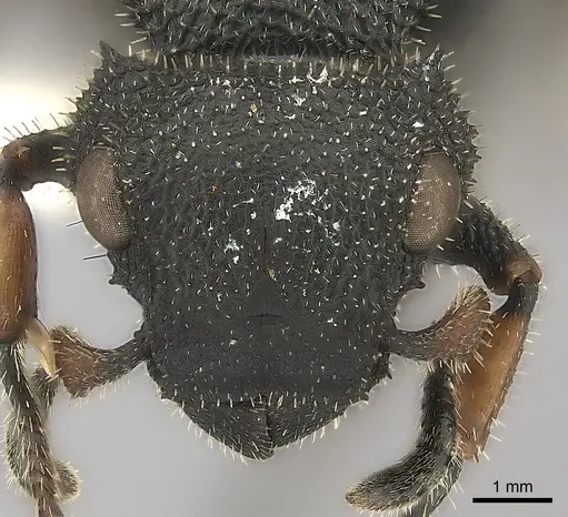 Cataulacus erinaceus specimen CASENT0217822 image casent0217822_2