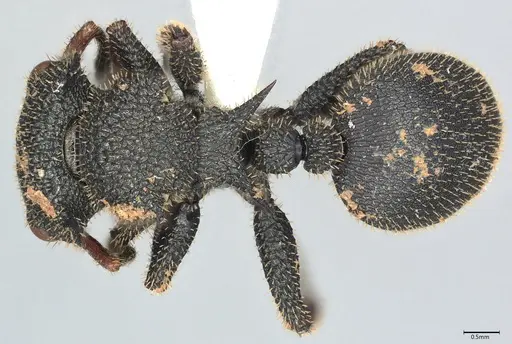Cataulacus erinaceus specimen CASENT0408025 image casent0408025_1