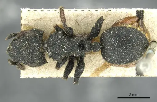 Cataulacus erinaceus specimen CASENT0912549 image casent0912549_1