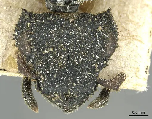 Cataulacus erinaceus specimen CASENT0912549 image casent0912549_2