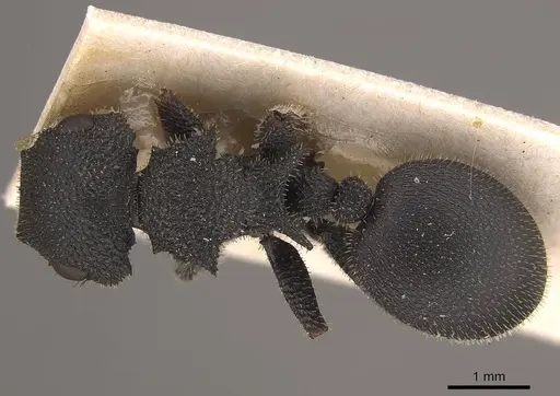 Cataulacus erinaceus specimen CASENT0919584 image casent0919584_1