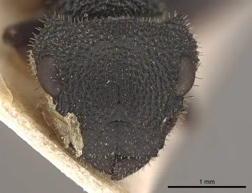 Cataulacus erinaceus specimen CASENT0919584 image casent0919584_2
