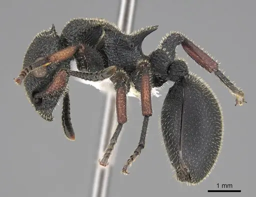 Cataulacus erinaceus specimen CASENT0922492 image casent0922492_3