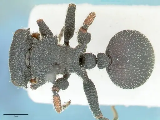 Cataulacus erinaceus specimen FOCOL2123 image focol2123_1