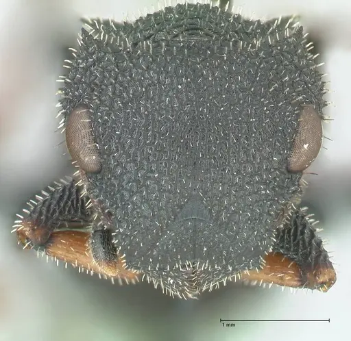 Cataulacus erinaceus specimen FOCOL2123 image focol2123_2