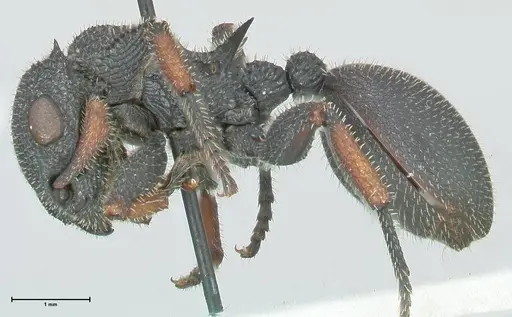 Cataulacus erinaceus specimen FOCOL2123 image focol2123_3