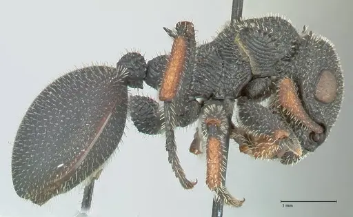 Cataulacus erinaceus specimen FOCOL2123 image focol2123_4
