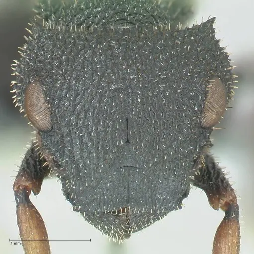Cataulacus erinaceus specimen FOCOL2124 image focol2124_2