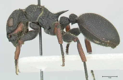 Cataulacus erinaceus specimen FOCOL2124 image focol2124_3