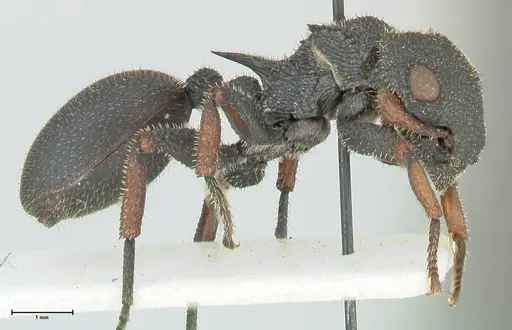 Cataulacus erinaceus specimen FOCOL2124 image focol2124_4