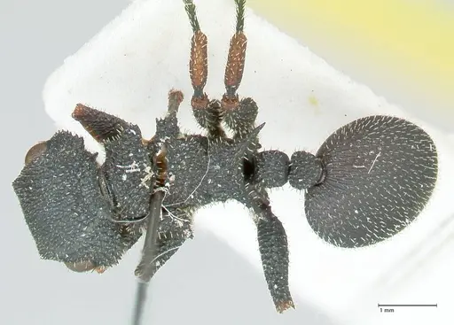 Cataulacus erinaceus specimen FOCOL2125 image focol2125_1
