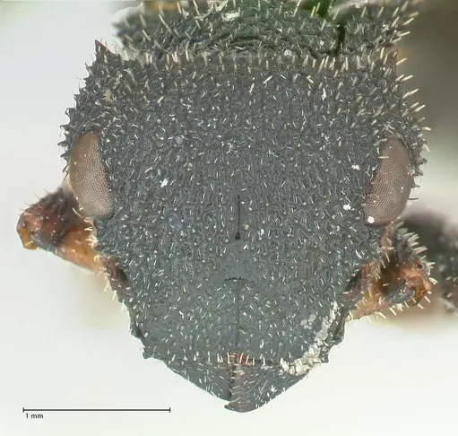 Cataulacus erinaceus specimen FOCOL2125 image focol2125_2