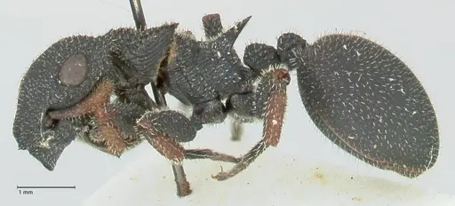 Cataulacus erinaceus specimen FOCOL2125 image focol2125_3