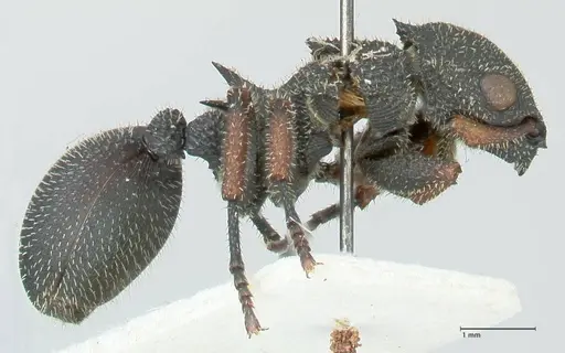 Cataulacus erinaceus specimen FOCOL2125 image focol2125_4