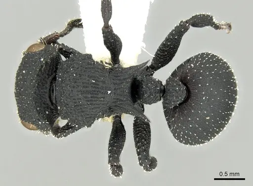 Cataulacus flagitiosus specimen CASENT0280801 image casent0280801_1