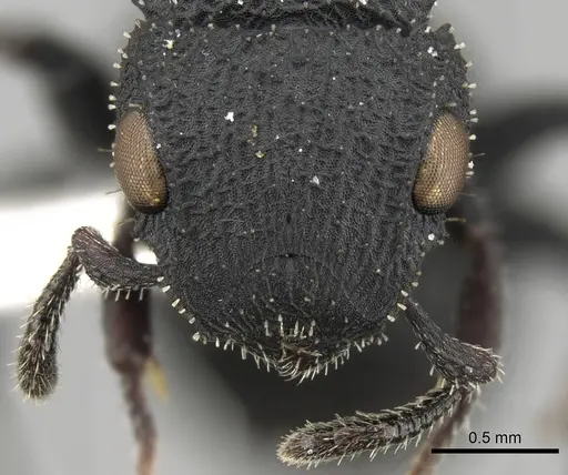 Cataulacus flagitiosus specimen CASENT0280801 image casent0280801_2