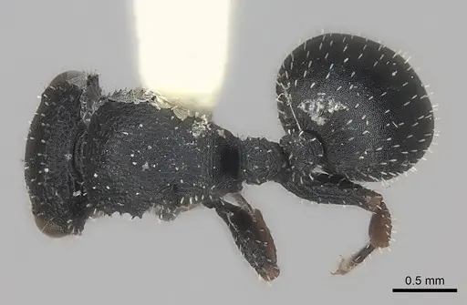 Cataulacus granulatus specimen CASENT0217823 image casent0217823_1