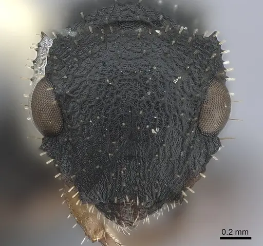Cataulacus granulatus specimen CASENT0217823 image casent0217823_2