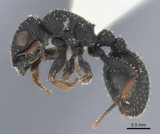 Cataulacus granulatus specimen CASENT0217823 image casent0217823_3