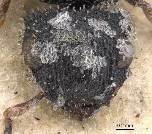 Cataulacus granulatus specimen CASENT0901453 image casent0901453_2