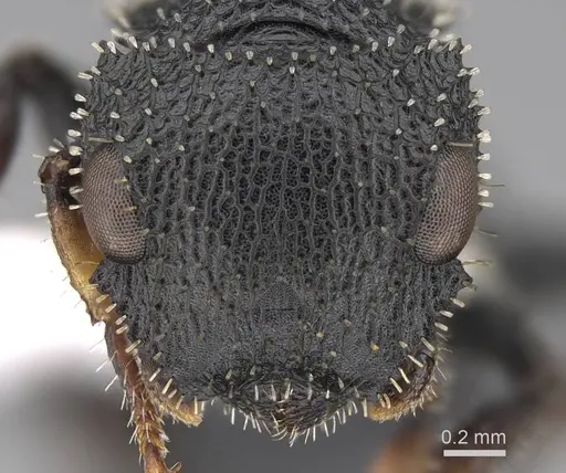Cataulacus granulatus specimen CASENT0922493 image casent0922493_2