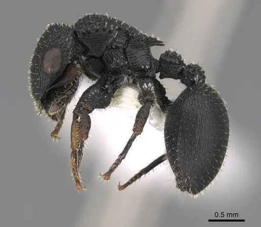 Cataulacus granulatus specimen CASENT0922493 image casent0922493_3