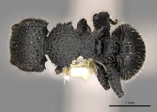 Cataulacus greggi specimen CASENT0900260 image casent0900260_1