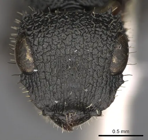 Cataulacus greggi specimen CASENT0900260 image casent0900260_2