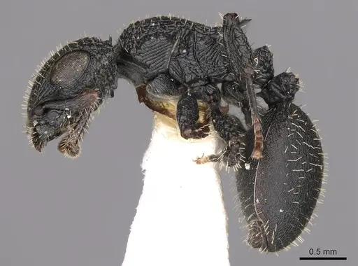 Cataulacus greggi specimen CASENT0900260 image casent0900260_3