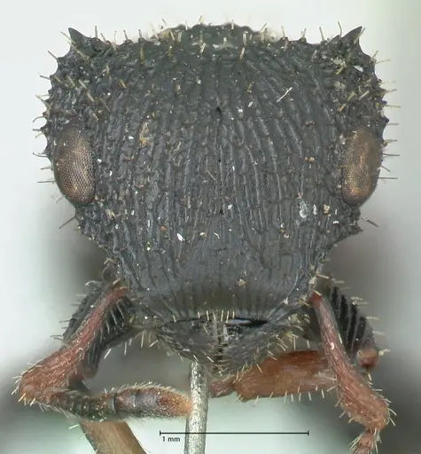 Cataulacus guineensis specimen FOCOL2133 image focol2133_2