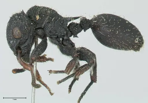 Cataulacus guineensis specimen FOCOL2133 image focol2133_3
