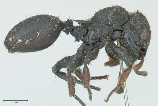 Cataulacus guineensis specimen FOCOL2133 image focol2133_4