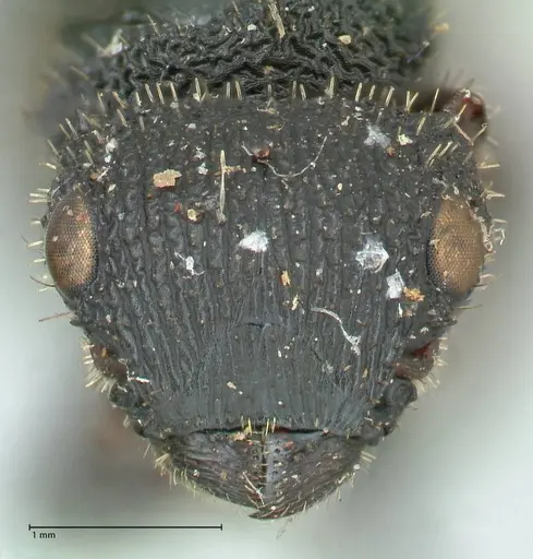 Cataulacus guineensis specimen FOCOL2134 image focol2134_2