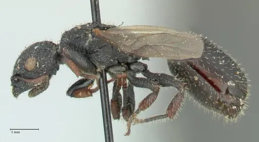 Cataulacus guineensis specimen FOCOL2134 image focol2134_3