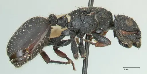 Cataulacus guineensis specimen FOCOL2134 image focol2134_4