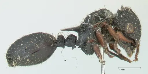 Cataulacus guineensis specimen FOCOL2135 image focol2135_4