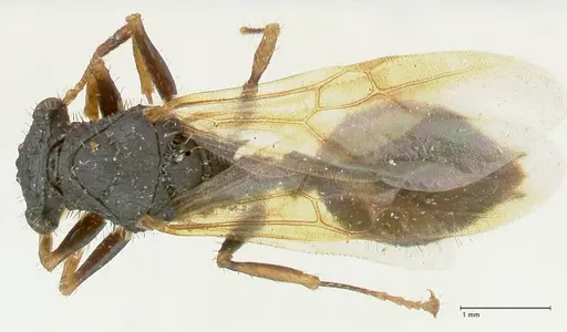 Cataulacus guineensis specimen FOCOL2136 image focol2136_1