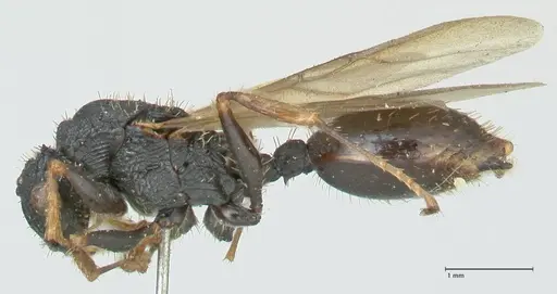 Cataulacus guineensis specimen FOCOL2136 image focol2136_3