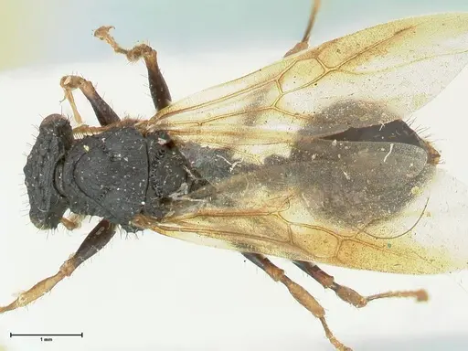 Cataulacus guineensis specimen FOCOL2137 image focol2137_1