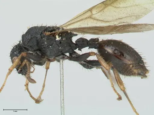 Cataulacus guineensis specimen FOCOL2137 image focol2137_3
