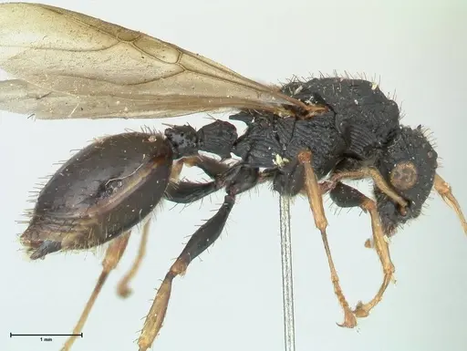 Cataulacus guineensis specimen FOCOL2137 image focol2137_4